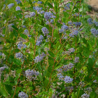 Amerikaanse sering Automnal Blue - Ceanothus Autumnal Blue - Bakker