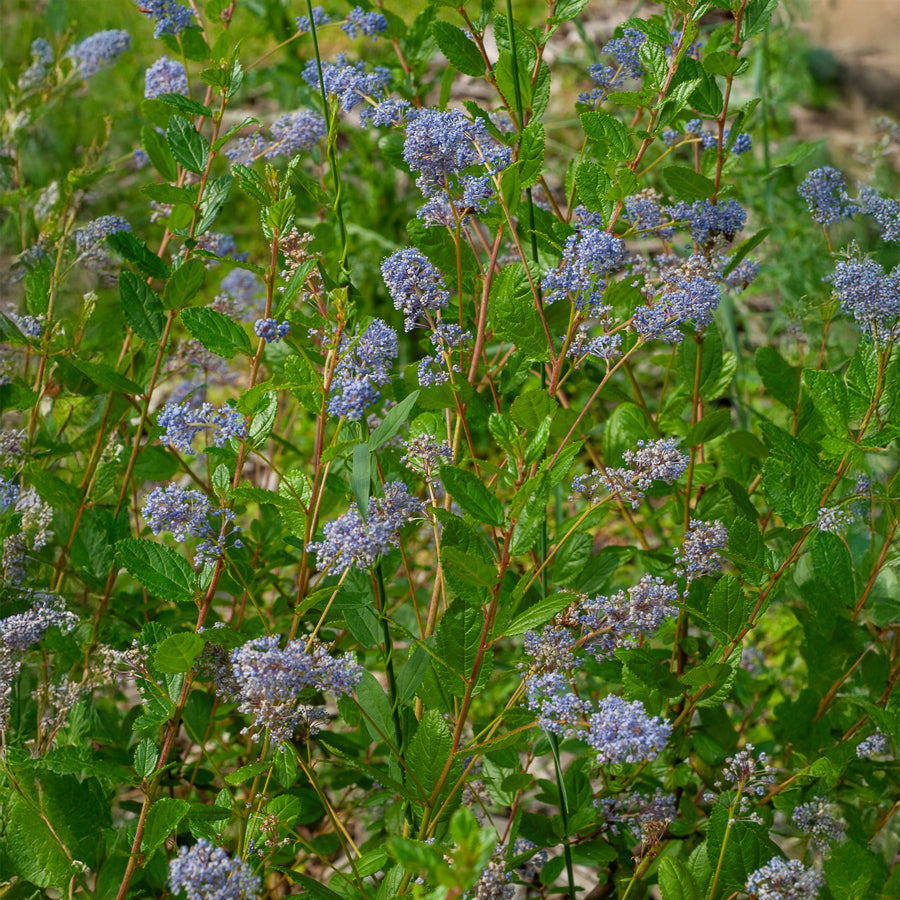 Amerikaanse sering Automnal Blue - Ceanothus Autumnal Blue - Bakker