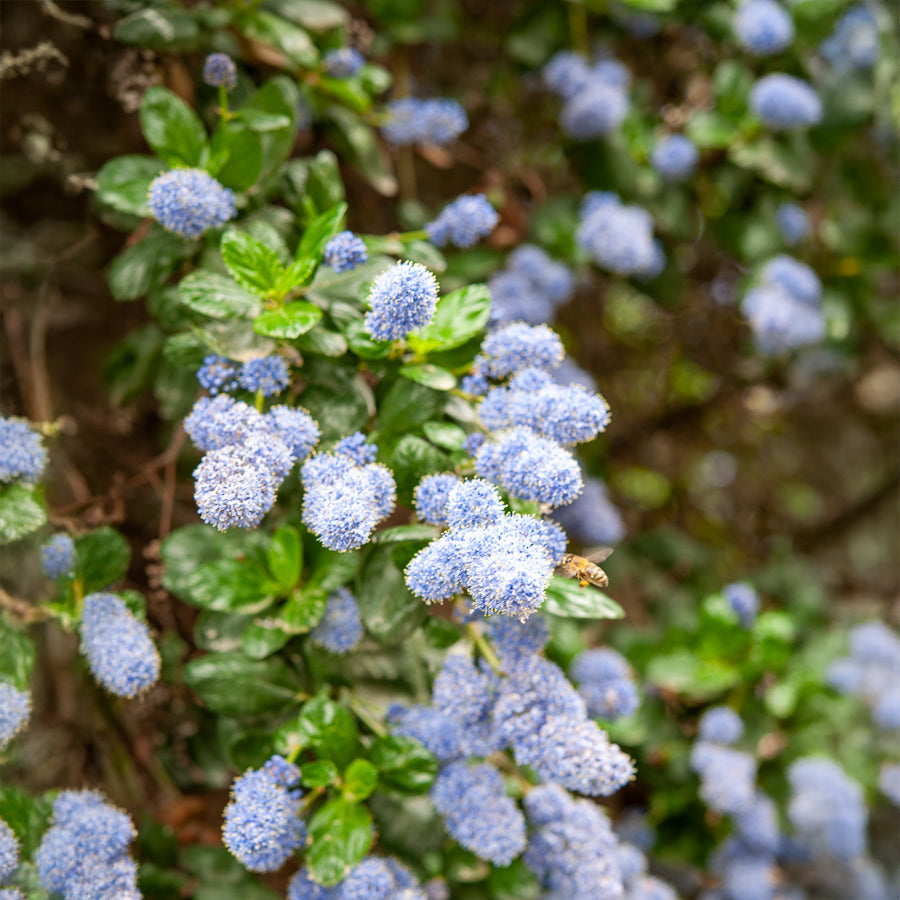 Amerikaanse sering Yankee Point - Ceanothus griseus Yankee Point - Bakker