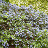 Amerikaanse sering Yankee Point - Ceanothus griseus Yankee Point - Bakker