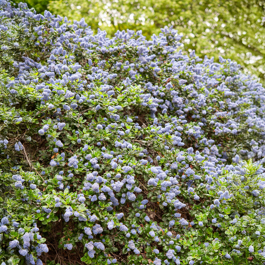Amerikaanse sering Yankee Point - Ceanothus griseus Yankee Point - Bakker