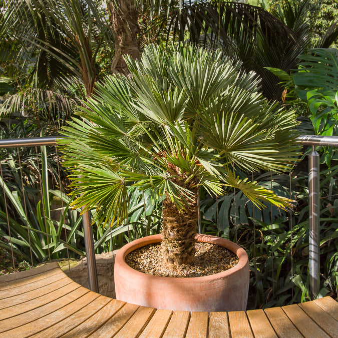 Dwergpalm Vulcano - Bakker