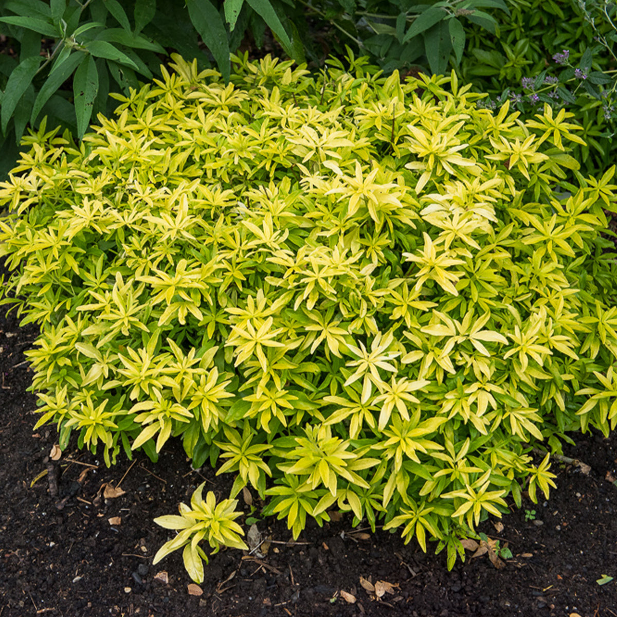 Mexicaanse oranjebloesem Goldfinger® - Choisya ternata Goldfinger ® - Bakker