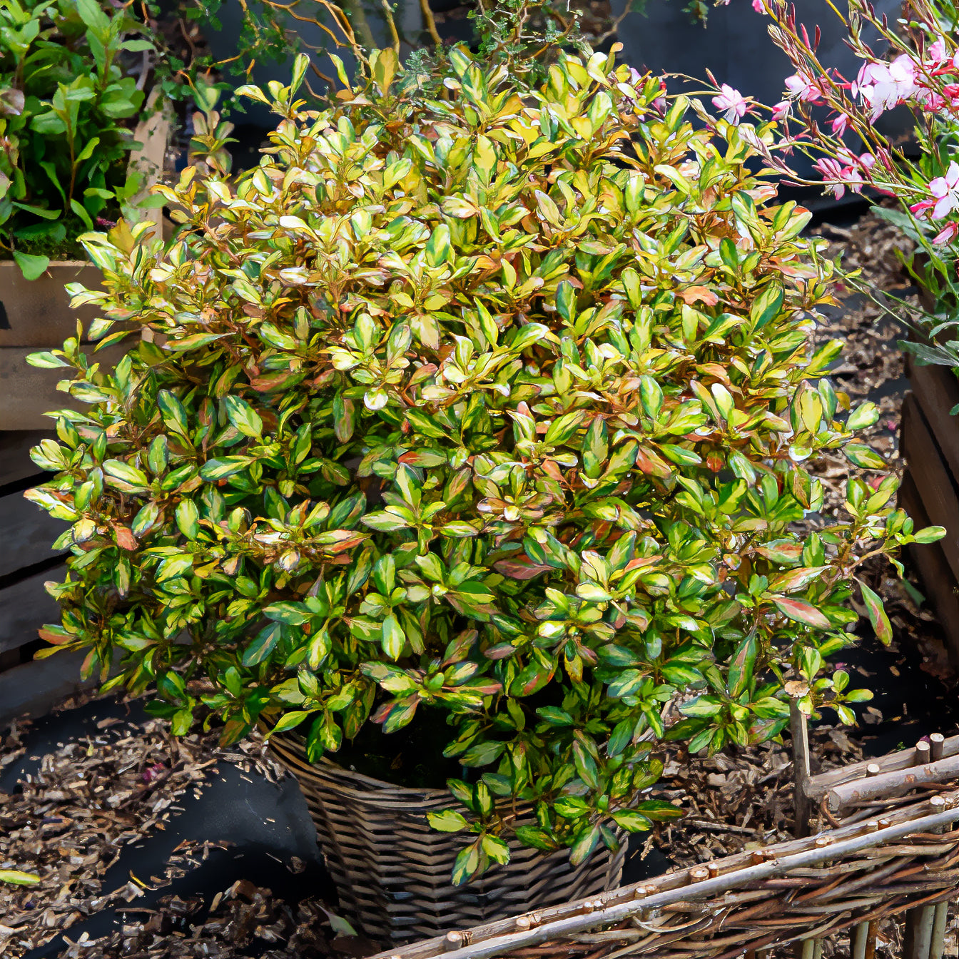 Coprosma Evening Glow - Coprosma - Wintergroene heesters