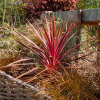 Cordyline australis Pink Passion® - Australische cordyline Pink Passion® - Vaste planten