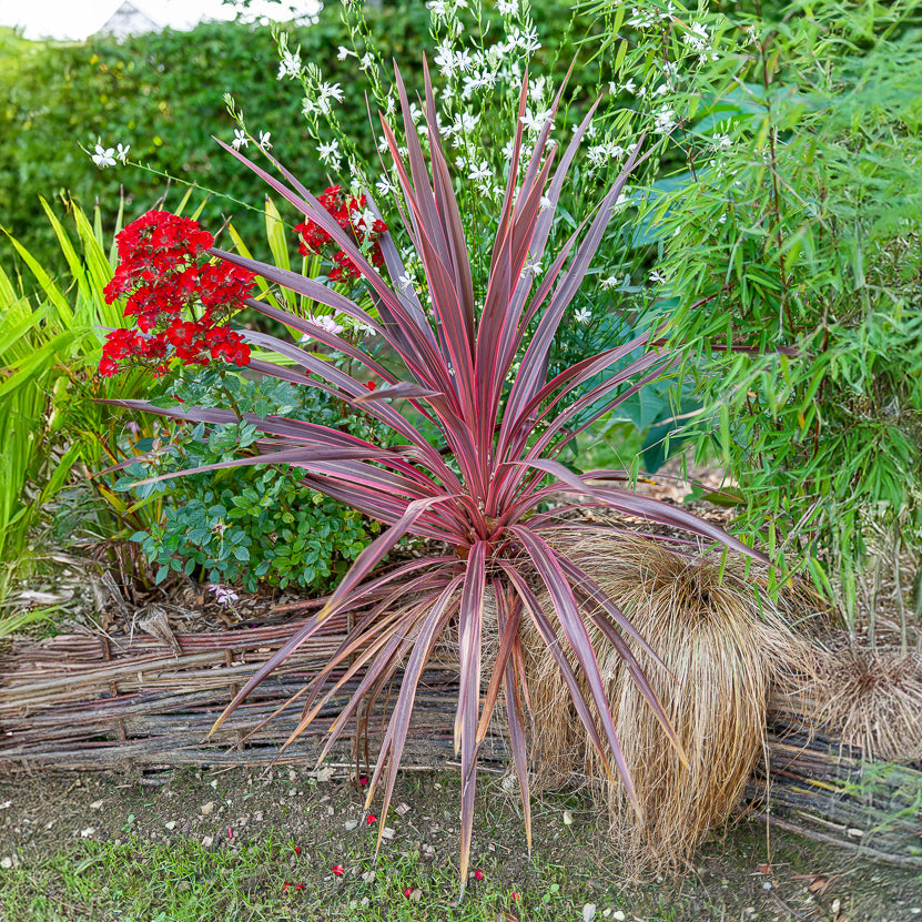 Australische cordyline Pink Passion® - Bakker