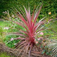 Australische cordyline Pink Passion® - Cordyline australis Pink Passion® - Bakker