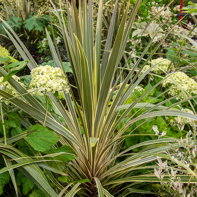 Australische cordyline Torbay Dazzler® - Cordyline australis Torbay Dazzler® - Bakker