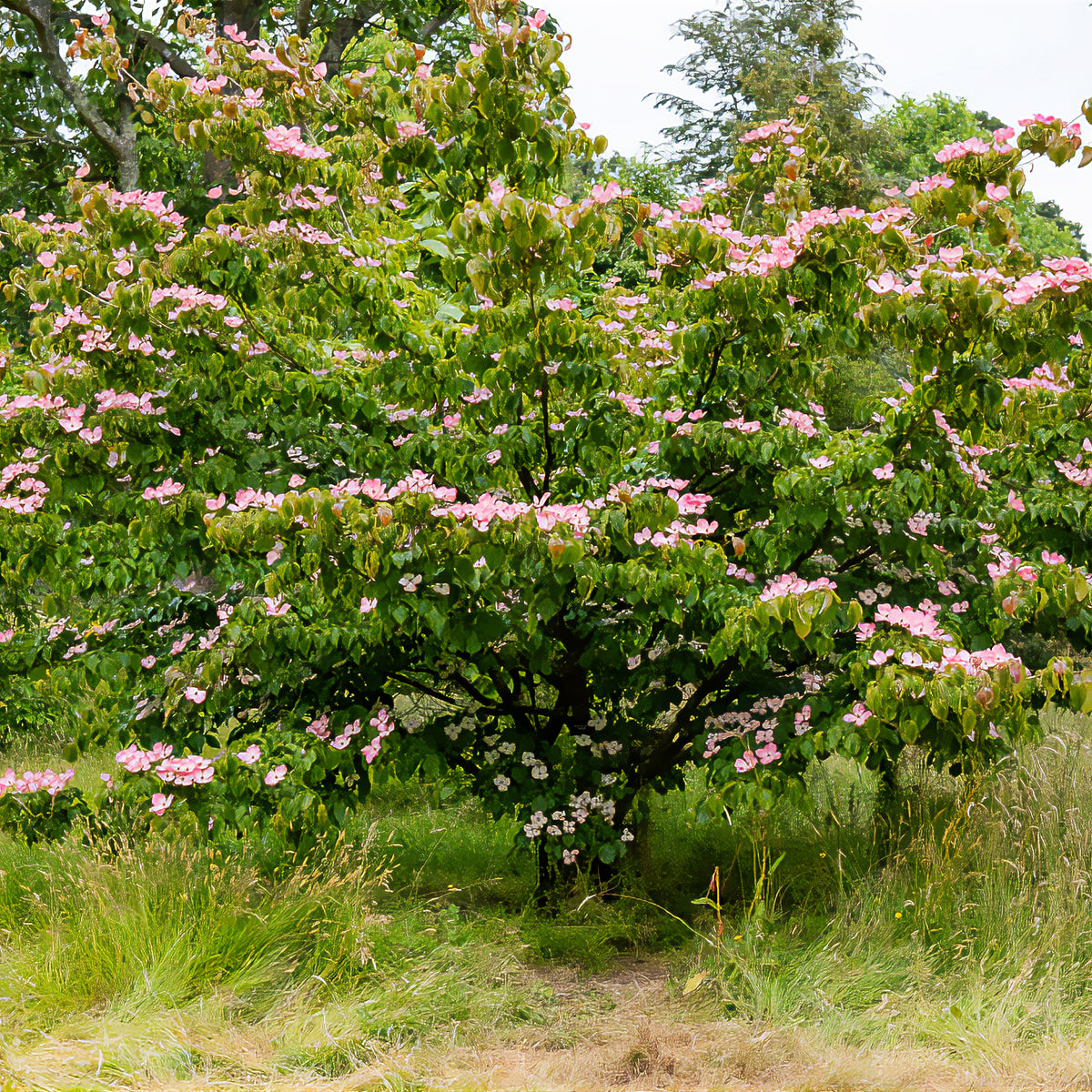 Bloeiende bomen - Japanse kornoelje Satomi - Cornus kousa Satomi