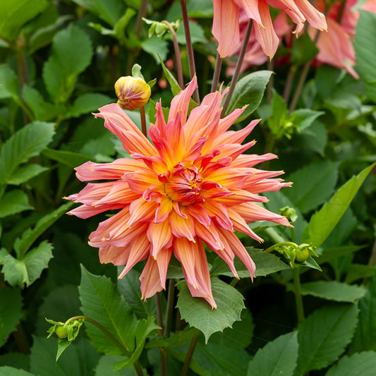 Decoratieve dahlia Omega - Bakker