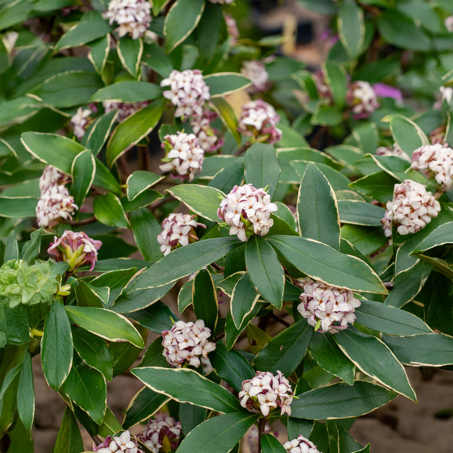 Daphnea Aureomarginata - Daphne odora Aureomarginata - Bakker