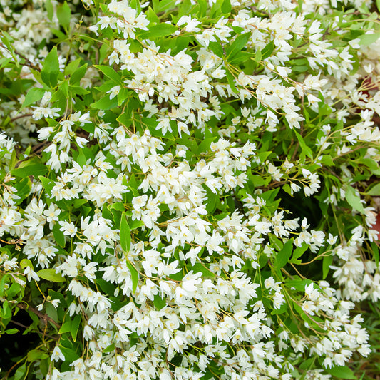 Dwergdeutzia Nikko - Bakker