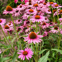 Rode zonnehoed Augustkönigin - Echinacea purpurea Augustkönigin - Bakker