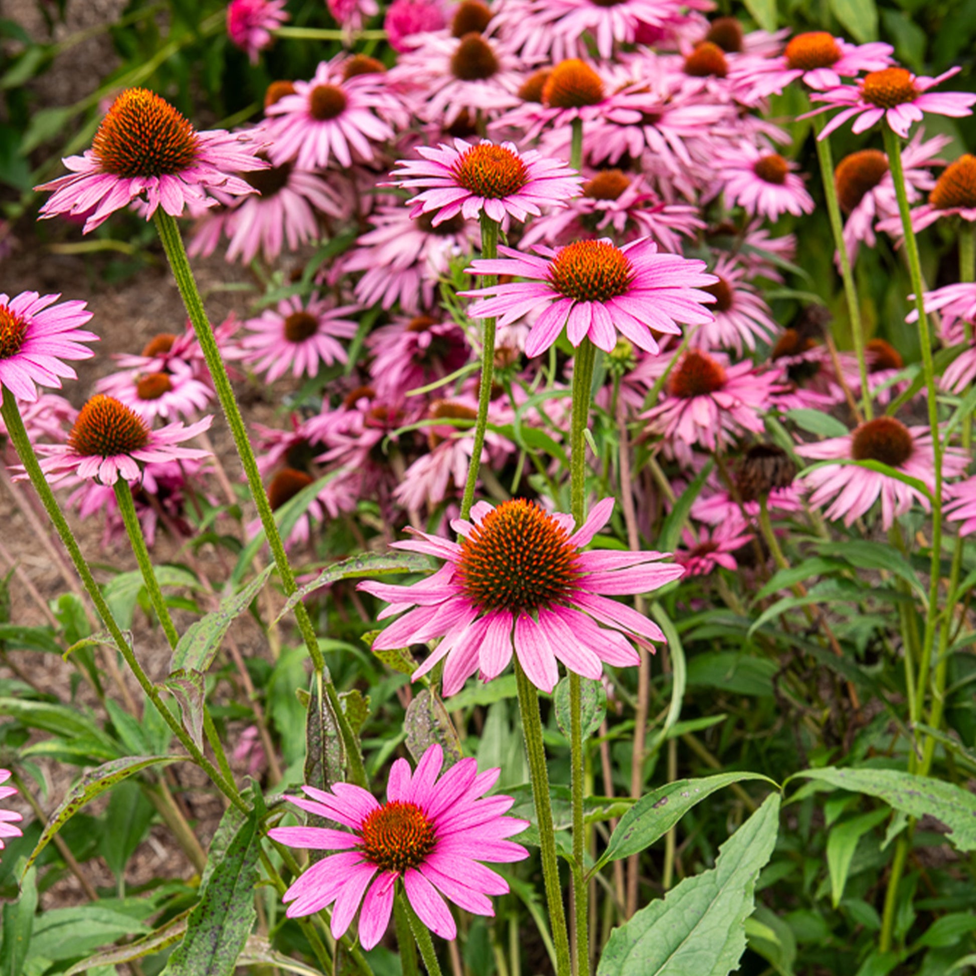 Rode zonnehoed Augustkönigin - Echinacea purpurea Augustkönigin - Bakker