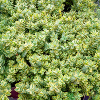 Hebe Silver Dollar - Struikveronicastruik Silver Dollar - Veronica