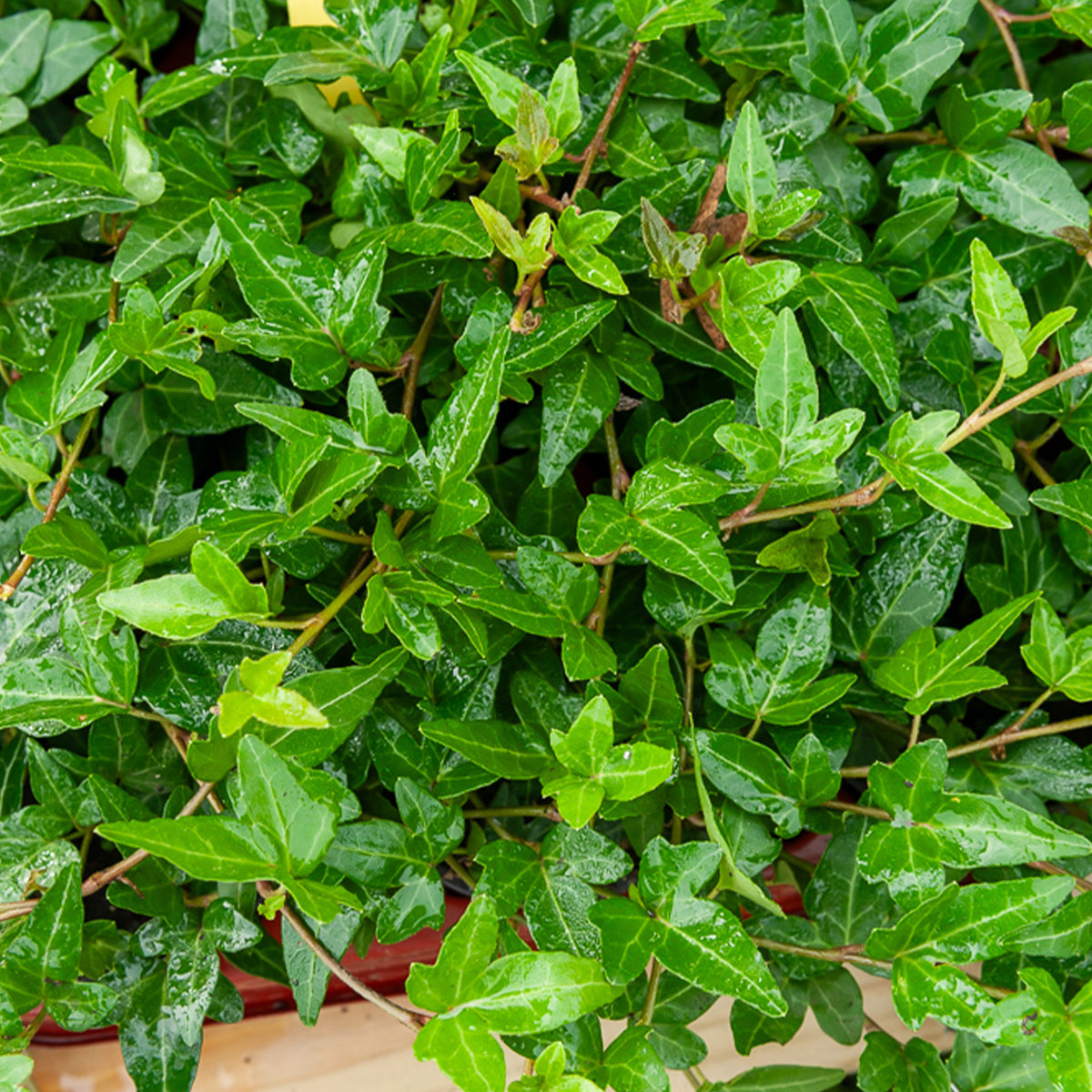 Klimop Shamrock - Hedera helix Shamrock - Bakker
