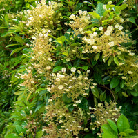Klimhortensia Seemanii - Hydrangea seemanii - Bakker