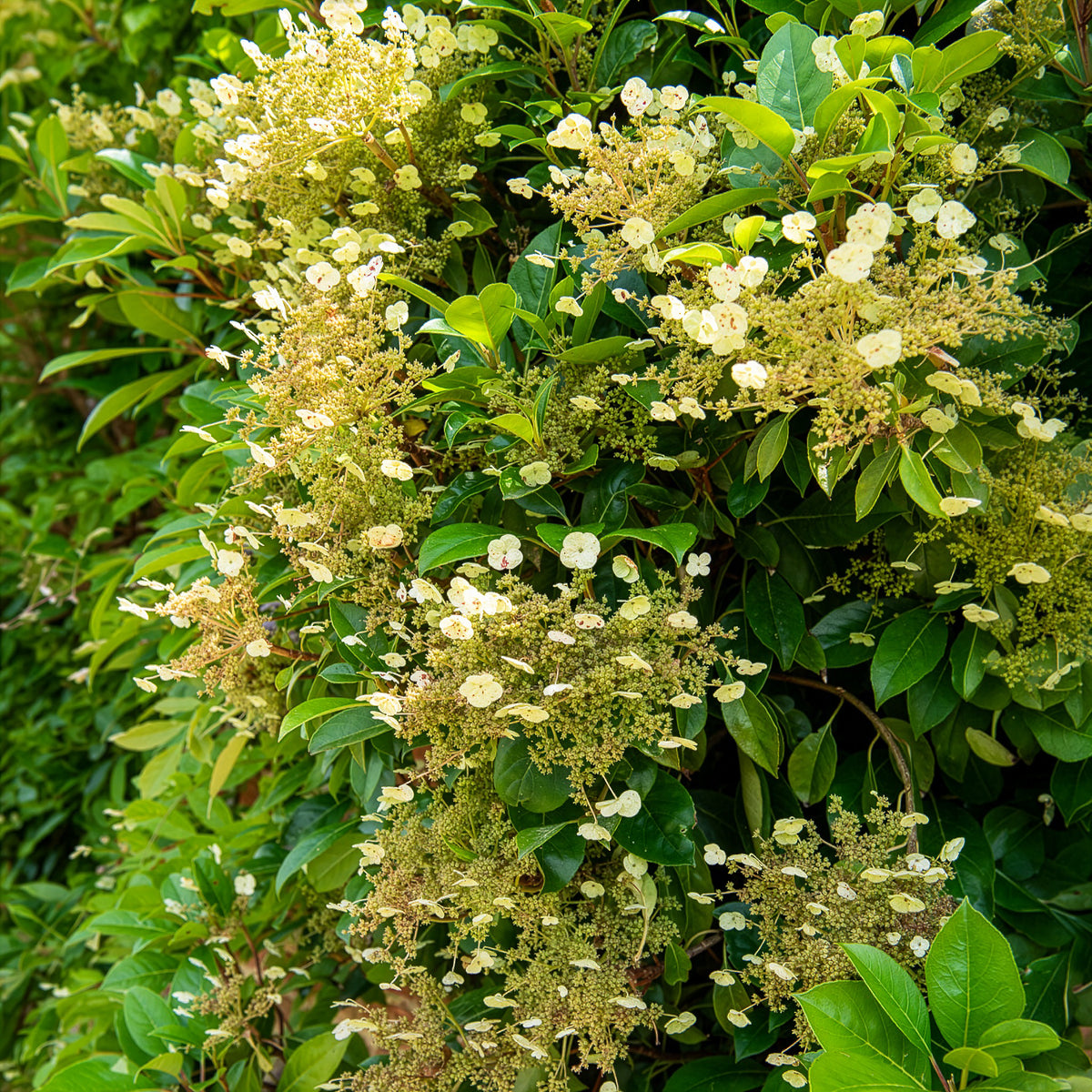 Klimhortensia Seemanii - Hydrangea seemanii - Bakker