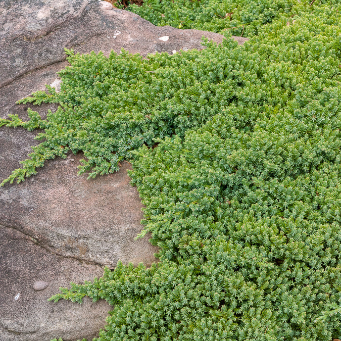 Dwerg jeneverbes Nana - Juniperus procumbens Nana - Bakker