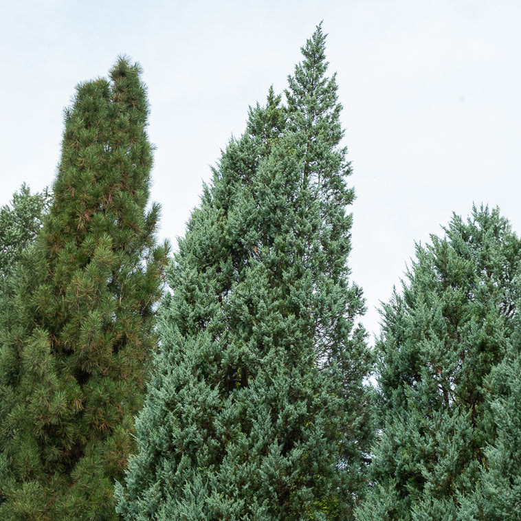 Bergjeneverbes Moonglow - Juniperus scopulorum Moonglow - Bakker