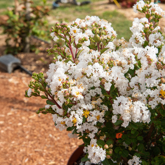 Lagerstroemia With Love® Virgin - Bakker