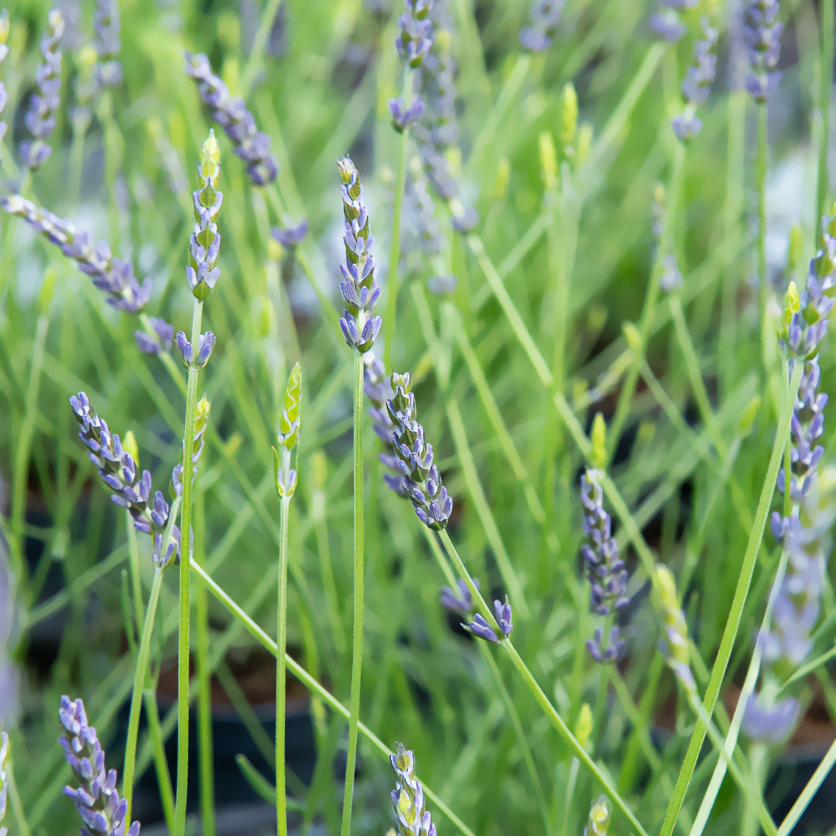 Lavendel x intermedia Phenomenal® Niko - Bakker