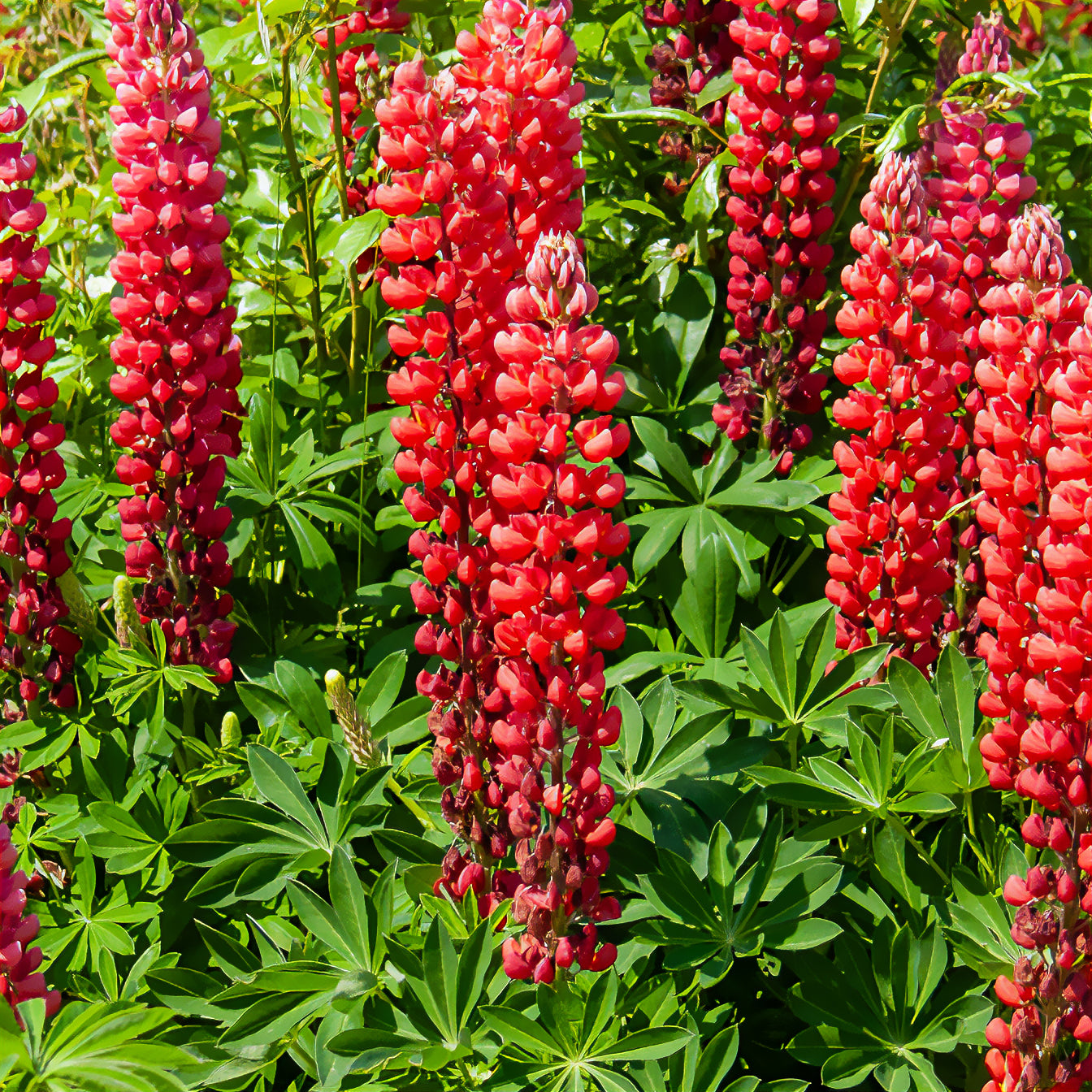 Lupine My Castle Rouge - Bakker