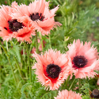 Oosterse klaproos Forncett Summer - Papaver orientale Forncett Summer - Bakker