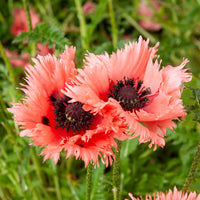 Oosterse klaproos Forncett Summer - Bakker
