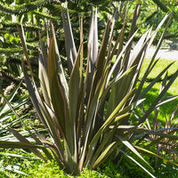 Nieuw-Zeelandse vlas Bronze Baby - Phormium cookianum Bronze Baby - Bakker
