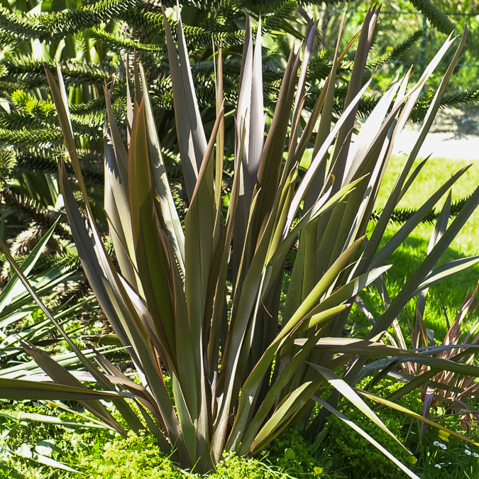 Nieuw-Zeelandse vlas Bronze Baby - Phormium cookianum Bronze Baby - Bakker