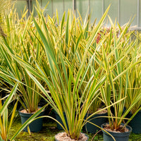 Phormium tenax Golden Ray - Nieuw-Zeelandse vlas Golden Ray - Nieuw-Zeelands vlas - Phormium