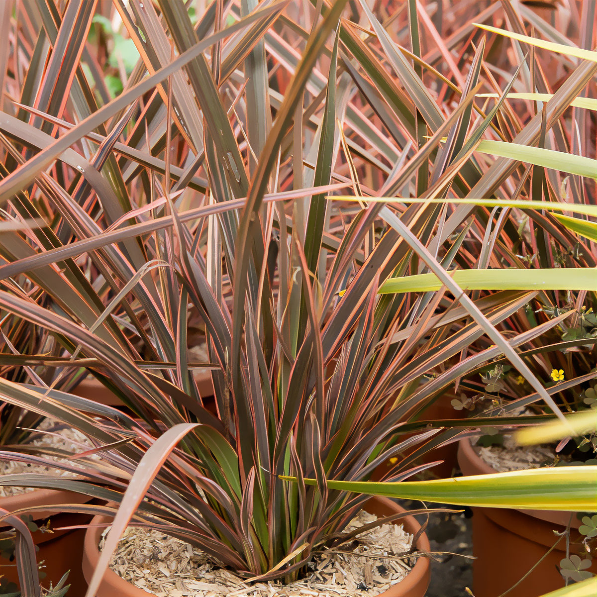 Nieuw-Zeelandse vlas Rainbow Queen - Phormium tenax Rainbow Queen - Bakker
