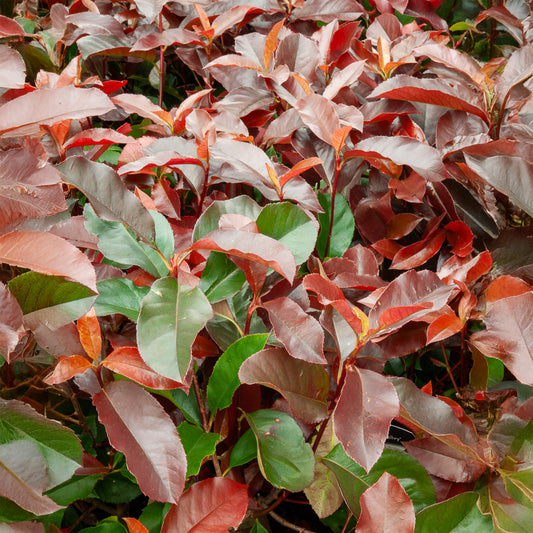 Photinia x fraseri Camilvy - Bakker