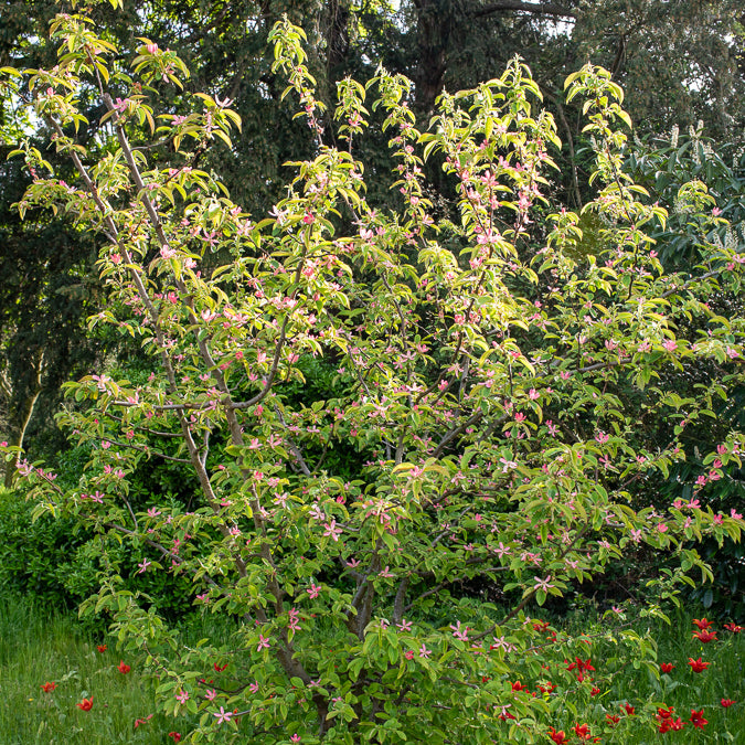 Chinese kwee - Pseudocydonia sinensis - Bakker