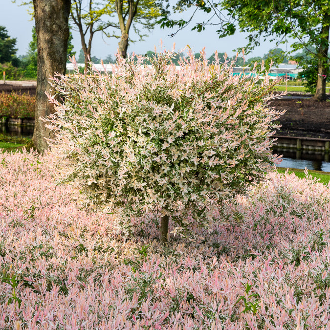 Bonte wilg 'Flamingo' - op stam - Bakker