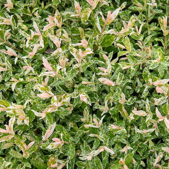 Salix integra Flamingo - Bonte wilg 'Flamingo' - op stam - Wilg