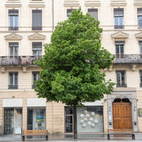 Krimlinde Euchlora - Tilia europaea Euchlora - Bakker