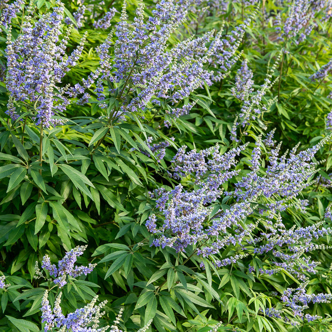 Grote blad monnikspeper - Vitex agnus-castus Latifolia - Bakker