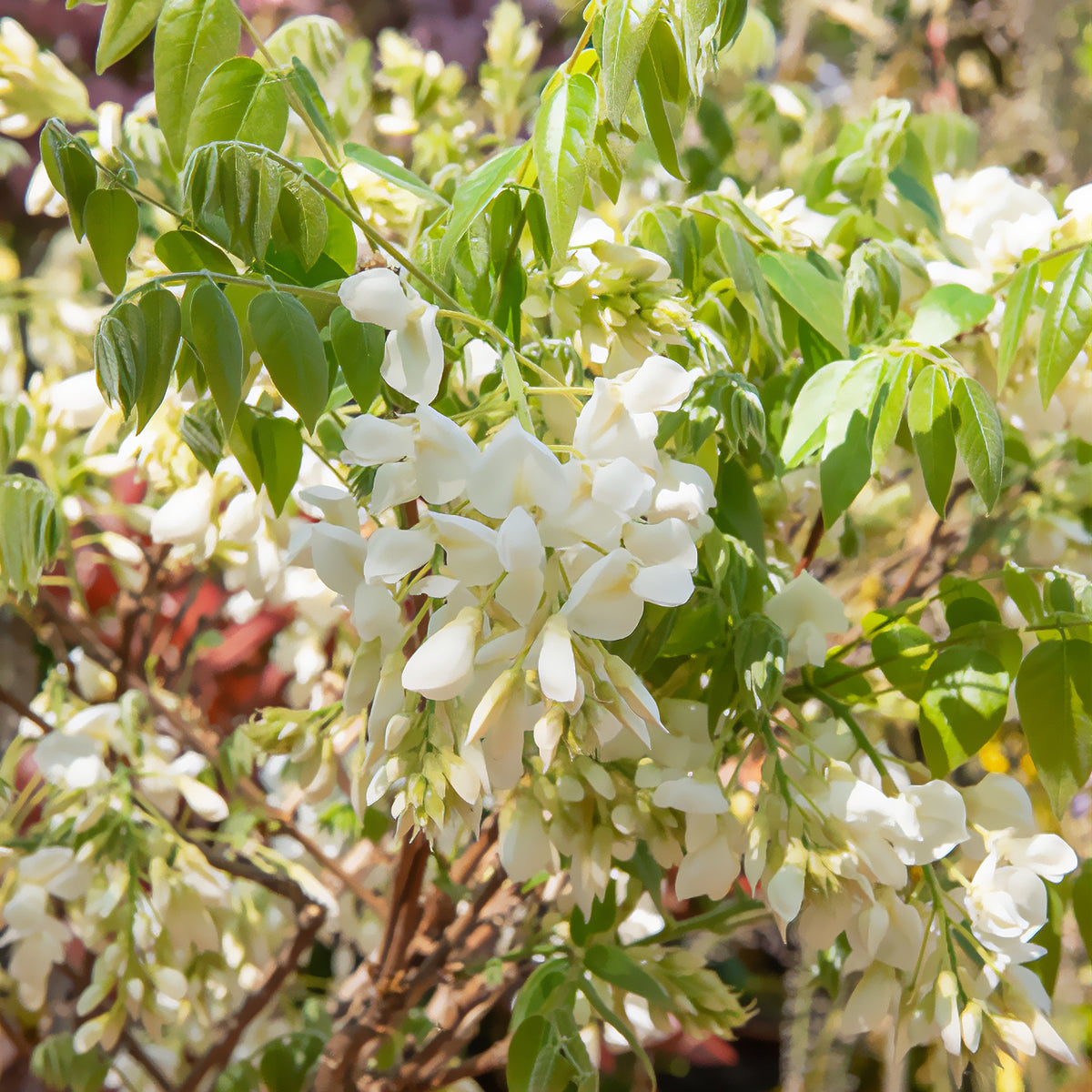 Witte zijde blauwe regen - Wisteria brachybotrys Shiro Kapitan - Bakker