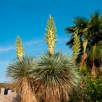Blauwe yucca - Yucca rostrata - Bakker