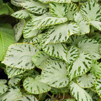 Begonia 'Silver Jewel' - Begonia rex Silver Jewel - Bakker