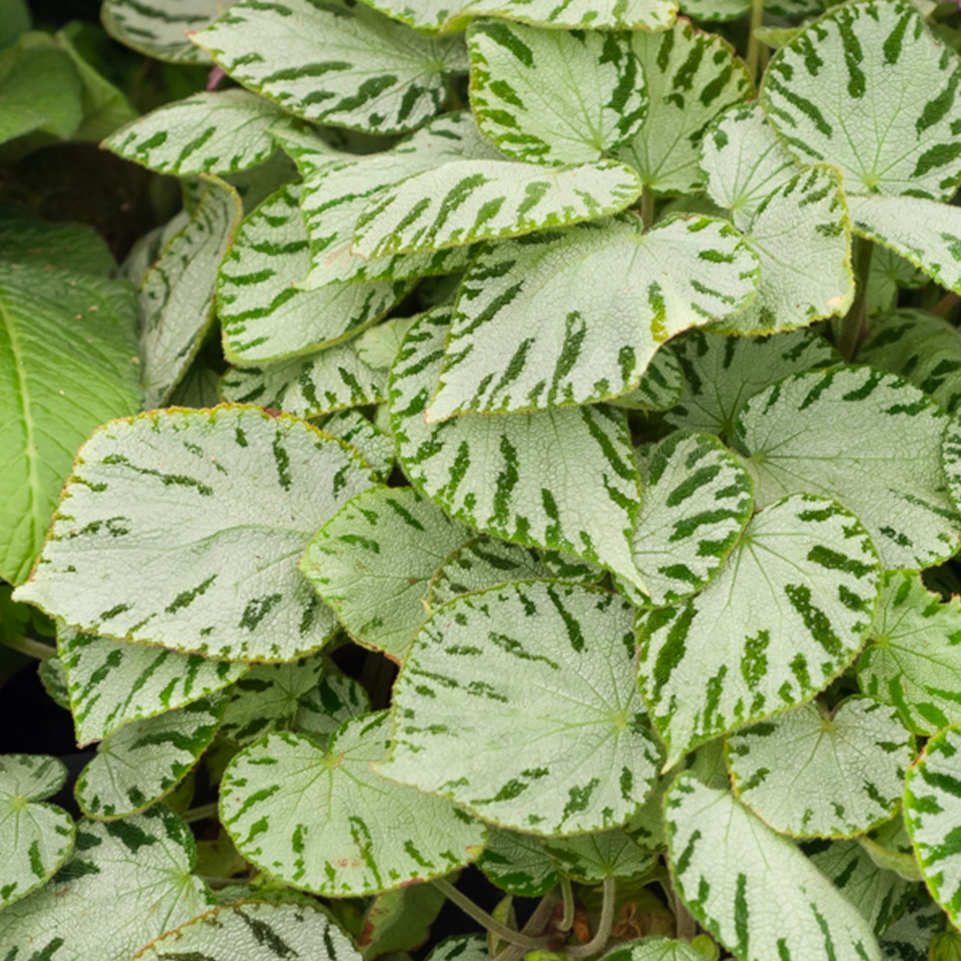 Begonia 'Silver Jewel' - Begonia rex Silver Jewel - Bakker