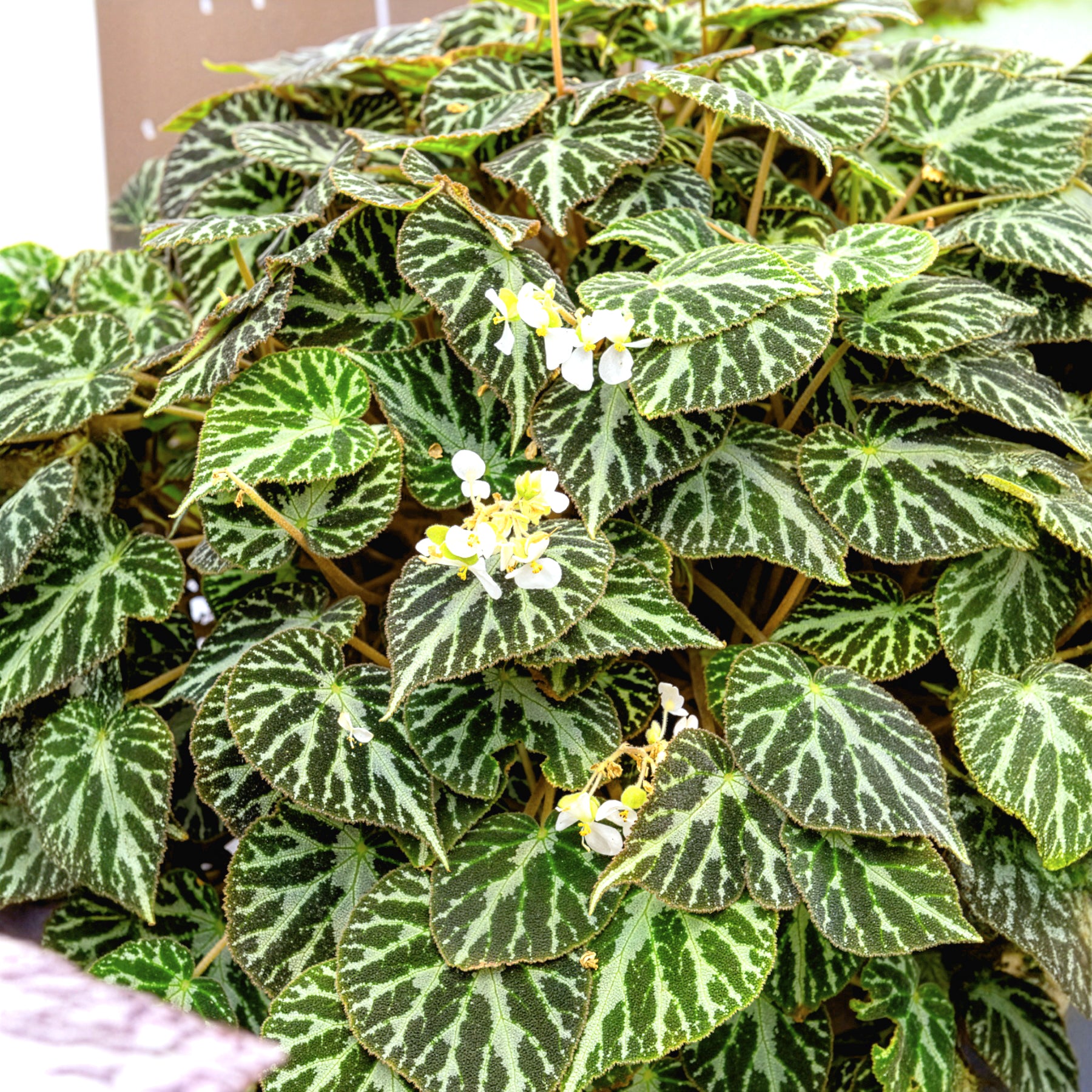Begonia 'Silver Jewel' - Begonia rex Silver Jewel - Bakker