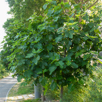 Vijgenviolette Dauphine - Ficus carica Violette Dauphine - Bakker