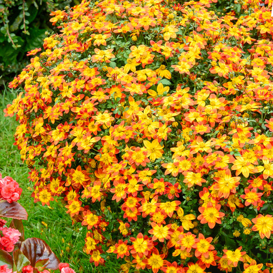 Bidens Blazing Glory - Bakker