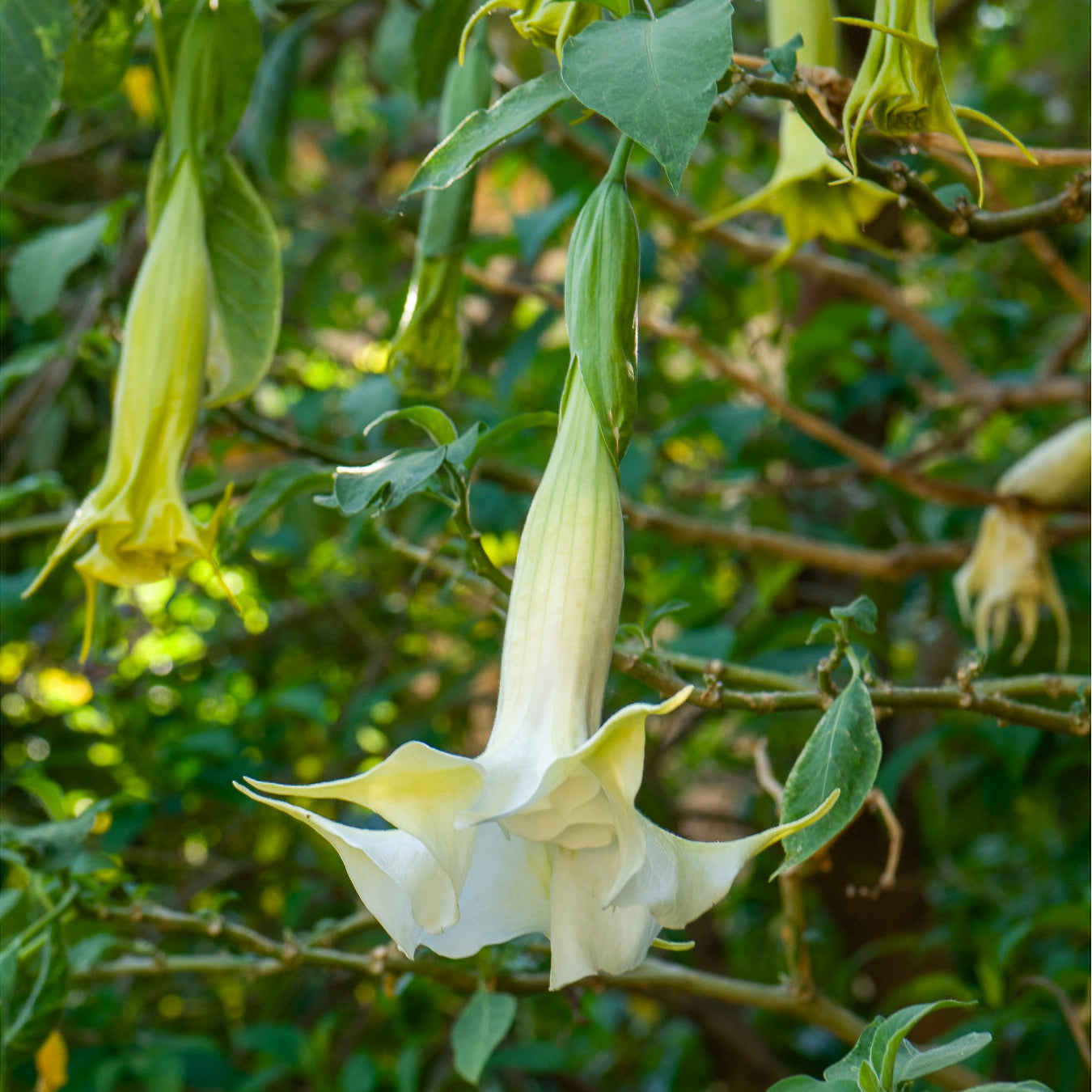 Brugmansia - Brugmansia arborea - Bakker