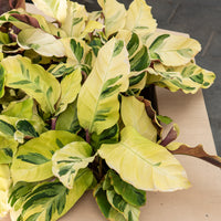 Calathea Yellow fusion / Pauwenplant - Calathea lietzei Yellow Fusion - Bakker