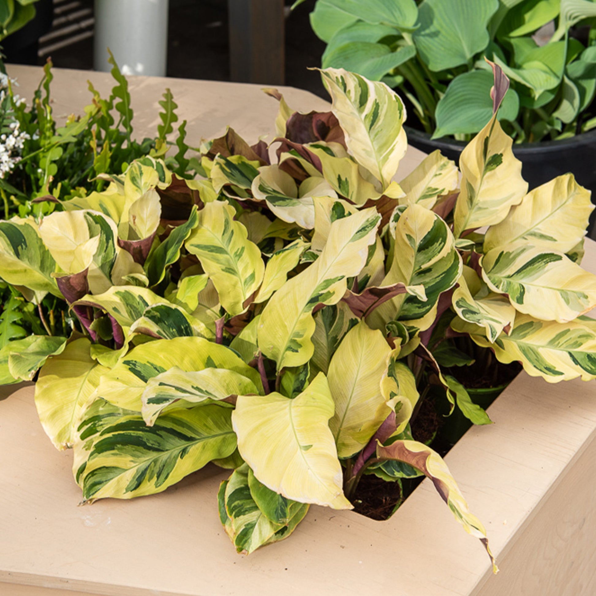 Calathea Yellow fusion / Pauwenplant - Bakker