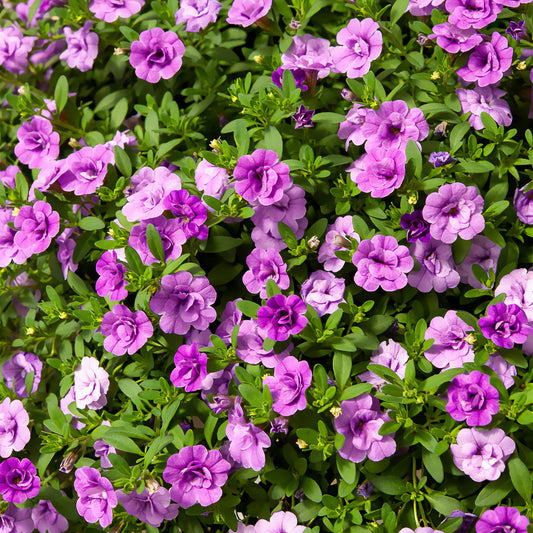 Paarse dubbelbloemige mini-petunia (x3) - Bakker